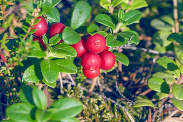 Macro shot of Lingonberry also partridgeberry, mountain cranberry or cowberry (lat. Vaccinium...