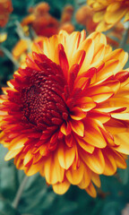 orange dahlia flower