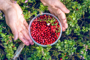 Person's hand holding plastic bucket full of fresh picked lingonberry also partridgeberry, mountain cranberry or cowberry (lat. Vaccinium vitis-idaea) in the forest