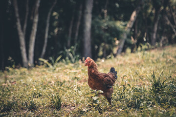 Chiken in nature 