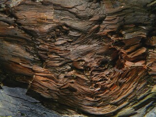 Beautiful surface of very old wood. The texture is visible.