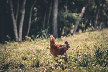 Chiken in nature 