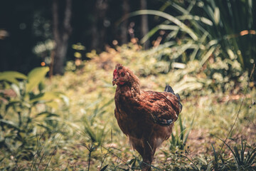 Chiken in nature 