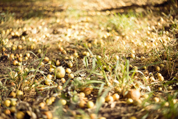 Autumn landscape. Fallen apples in the grass. Yellow colors of autumn.