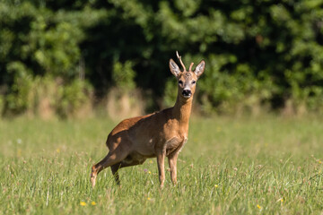 Samiec sarny Capreolus capreolus dumny stoi na łące © PeterG