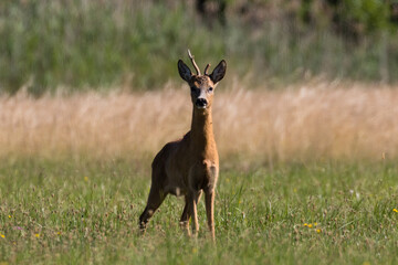 Samiec sarny Capreolus capreolus dumny stoi na łące © PeterG