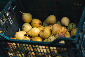 Yellow rotten pears in a black box. Seasonal harvest of fruits