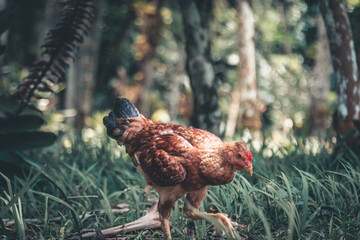 Chiken in nature 