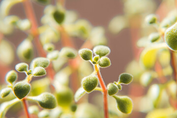 Macro photograph of Crassula expansa, tiny succulent