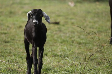 black and white goat