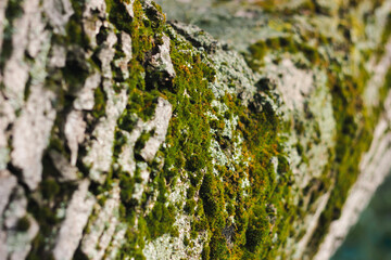 Green moss on the bark of a tree. Macro photo with sunlight
