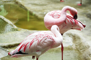 Zwergflamingo