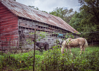 horse and donkey