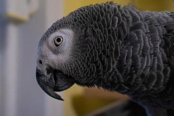 Fototapeta premium A Close-Up of an African Gray Parrot