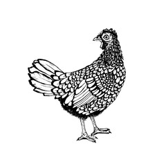 Rooster vector graphics . Rooster illustration of a graphic liner, engraved in vintage style. illustration for farms and production, eco product, natural. Label for chicken of the product.