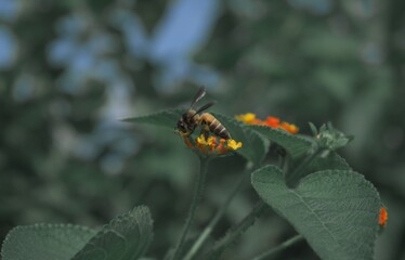 honeybee on the flower