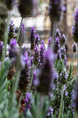 Wonderful lavender field in Mendoza