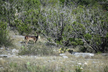 close up of a chocolate fallow doe deer