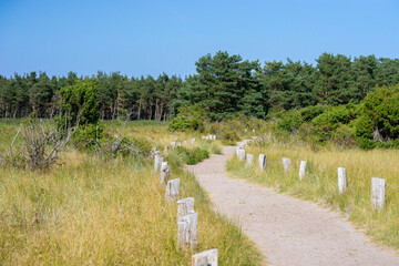 Sandy hiking path in the Natural Reserve Darßer Ort (part of Western Pomerania Lagoon Area National Park), Mecklenburg-Vorpommern, Germany