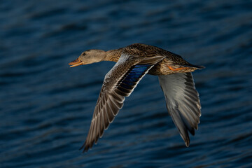 Panning view of a female wild,  seen in a North California marsh