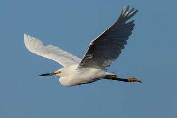 Fototapeta na wymiar Snowy egret flying against the sky 