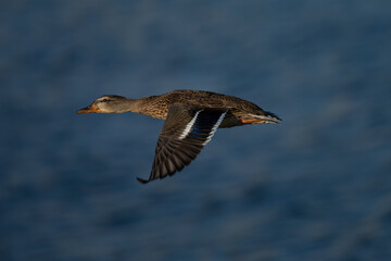 Panning view of a female wild,  seen in a North California marsh
