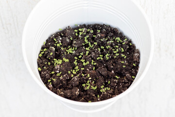 Young greens sprout in a pot hanging on wall.