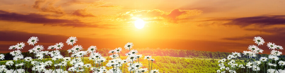 Daisies and landscape painting panoramic