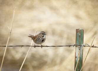 Original photograph of a brown sparrow perched on a wire fence in a golden hay field