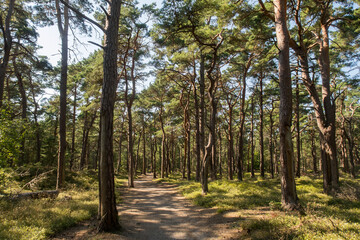 Hiking path in a pine forest at Natural Reserve Darßer Ort (part of Western Pomerania Lagoon Area National Park), Mecklenburg-Vorpommern, Germany