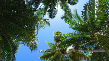Fototapeta na wymiar Tropical picture. Coco palm trees in a beautiful paradise island. Summer vacation concept. Untouched beach in Maldives, Seychelles, Bora Bora, Jamaica, Tahiti, Hawaii, Caribbean