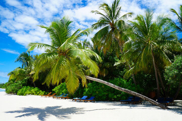 Tropical white sand beach with exotic Coco palm tree with turquoise water. Summer vacation concept....