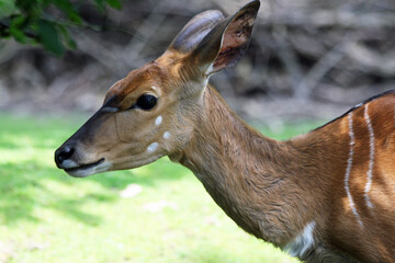 Antilope_Nyala