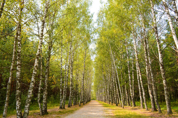 Birch alley on the way to Lake Svetloyar in the Nizhny Novgorod region, Russia