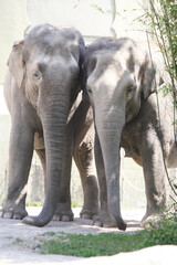 Fototapeta na wymiar asiatischer_Elephant