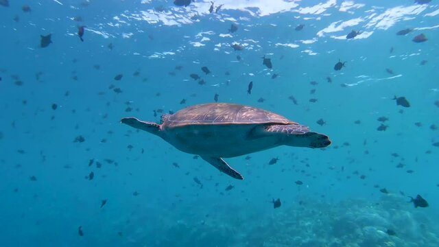Green turtle Chelonia mydas, swimming in the blue across a big school of small red tooth trigger fishes.