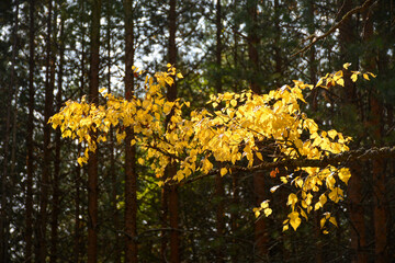 Yellowed leaves on a tree near Lake Svetloyar in the Nizhny Novgorod region, Russia