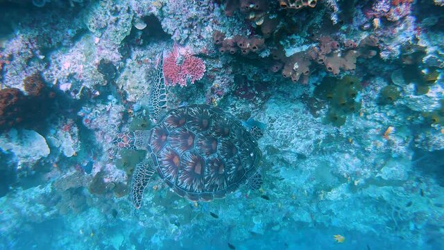 Green turtle chelonia mydas swimming in a wall of coral to rest over a branch of black coral.