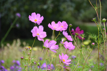 Closeup view of pink flowers Cosmos bipinnatus (Garden cosmos or Mexican aster) blowing in the wind, floral background