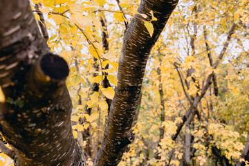 Autumnal yellow leaves
