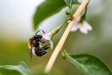 Bombus Pascuorum sur Lanceolatum