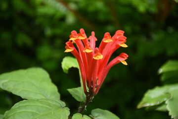 Closeup view of Scutellaria Costaricana or Scarlet Skullcap (family Lamiaceae), tropical houseplant