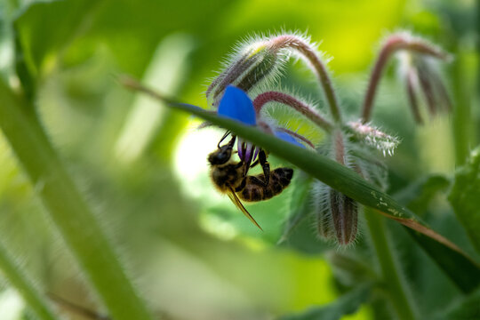 Abeille Europ&eacute;enne sur Bourache