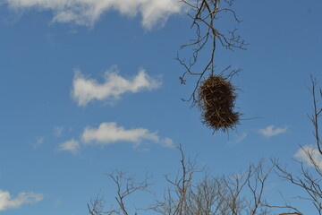 tree and sky