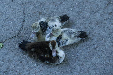 ptak kaczka zwierze natura przyroda © Piotr