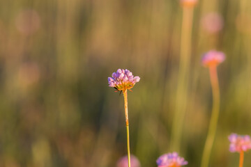 Czosnek kątowaty Allium angulosum na zachodzącej łące - fioletowe kwiaty na łące © PeterG