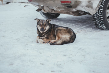A loyal dog rests peacefully on fresh snow next to a snow-covered car with winter tires. Serene winter scene showing a pet in a cold outdoor environment with copy space.