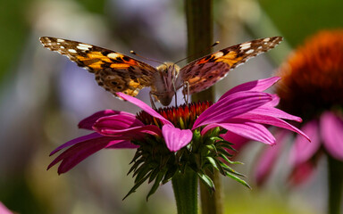 butterfly on top of flower