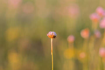 Samotny kwiat na dużej łące Czosnek kątowaty Allium angulosum na zachodzącej łące -...