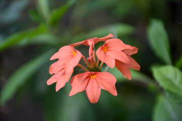 Closeup view of orange flowers Crossandra infundibuliformis or firecracker flowering plant (family Acanthaceae)